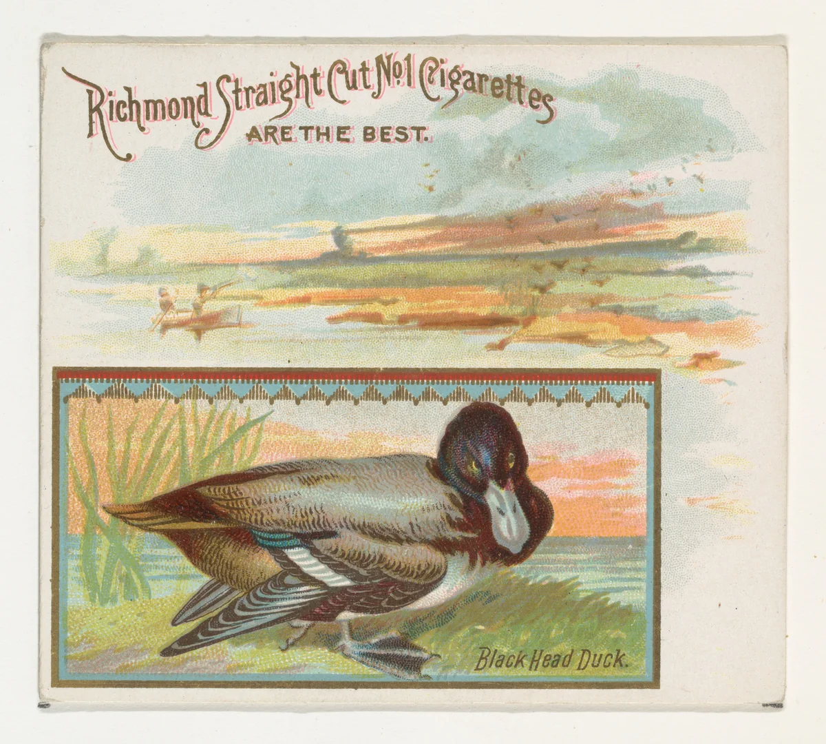 Black Head Duck, from the Game Birds series (N40) for Allen & Ginter Cigarettes by Allen & Ginter, print, 1888-1890