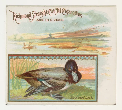 Black Head Duck, from the Game Birds series (N40) for Allen & Ginter Cigarettes by Allen & Ginter, print, 1888-1890