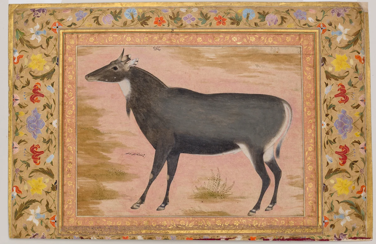 "Study of a Nilgai (Blue Bull)", Folio from the Shah Jahan Album by Mansur, manuscript, 1515-1645
