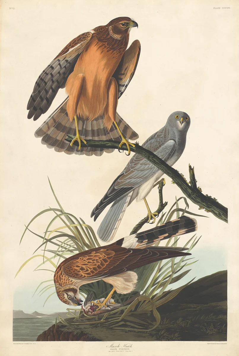 Marsh Hawk by Robert Havell, Jr.; John James Audubon, print, 1837