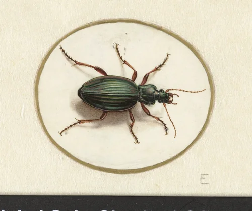 Beetle by Jan Augustin van der Goes, drawing, 1690-1700