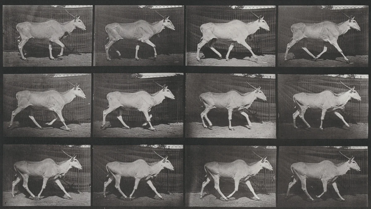 Plate Number 696. Eland trotting by Eadweard Muybridge, photograph, 1887