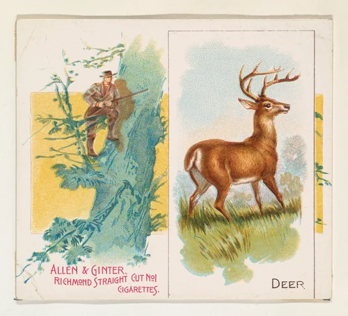 Deer, from Quadrupeds series (N41) for Allen & Ginter Cigarettes by Allen & Ginter, print, 1890