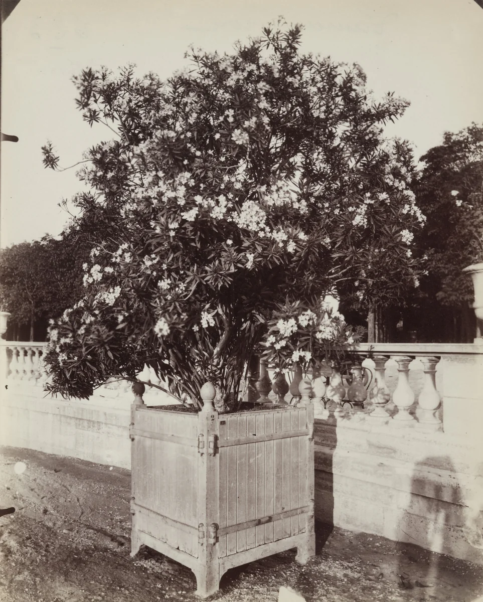 Laurier-Rose by Eugène Atget, photograph, 1900