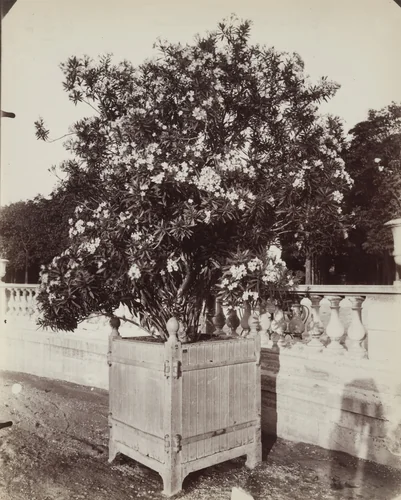 Laurier-Rose by Eugène Atget, photograph, 1900