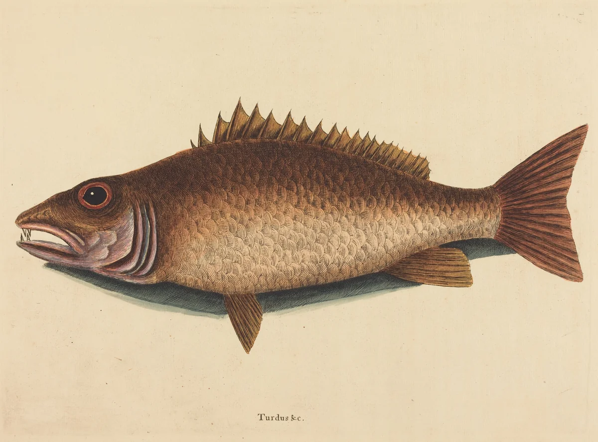The Mangrove Snapper (Labrus griseus) by Mark Catesby, print, 1754