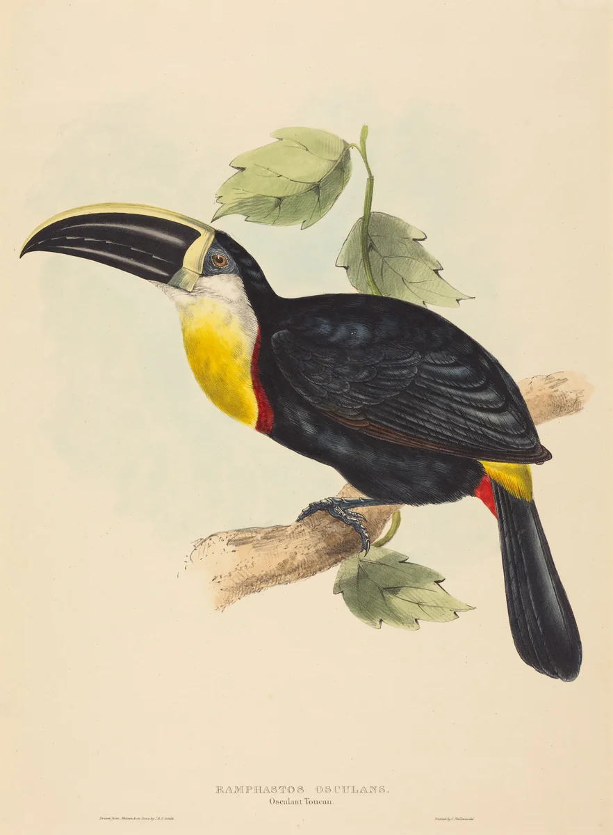 Osculant Toucan (Ramphastos osculans) by John Gould; Elizabeth Gould, print, 1804-1881