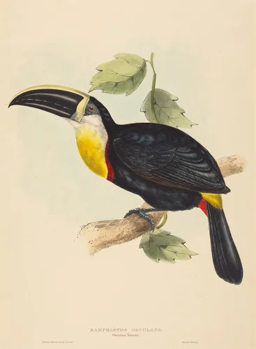 Osculant Toucan (Ramphastos osculans) by John Gould; Elizabeth Gould, print, 1804-1881