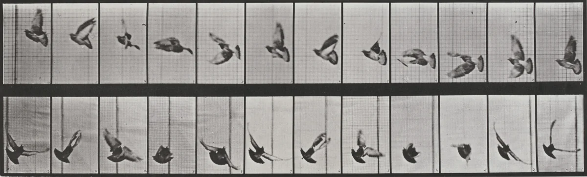 Plate Number 756. Pigeon flying by Eadweard Muybridge, photograph, 1887