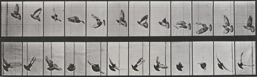 Plate Number 756. Pigeon flying by Eadweard Muybridge, photograph, 1887