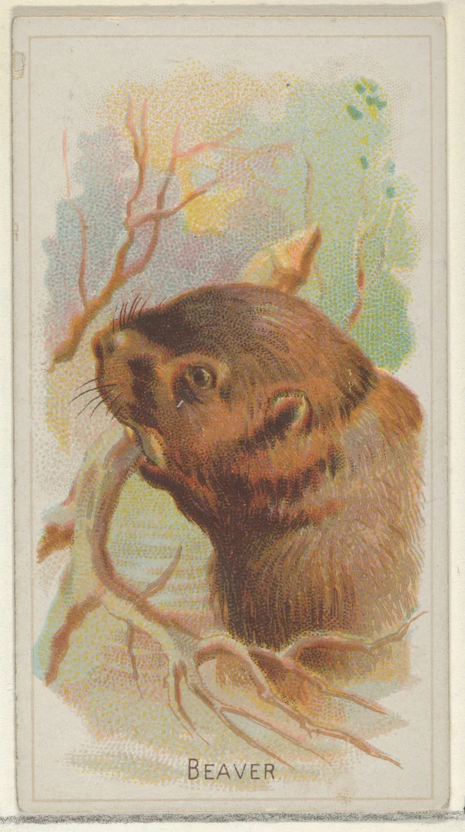 Beaver, from the Wild Animals of the World series (N25) for Allen & Ginter Cigarettes by Allen & Ginter, print, 1888