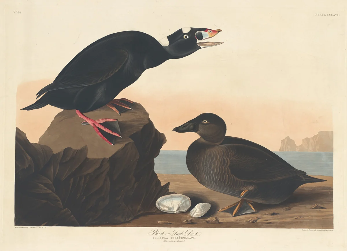 Black or Surf Duck by Robert Havell, Jr.; John James Audubon, print, 1836