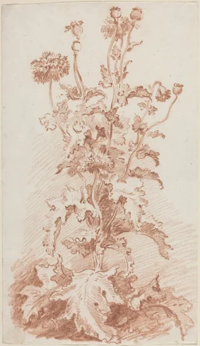 Poppies with Seed Pods by Jean-Baptiste Hüet, drawing, 1762-1767