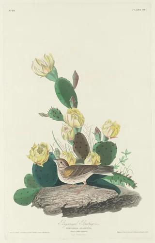 Bay-winged Bunting by Robert Havell, Jr.; John James Audubon, print, 1830