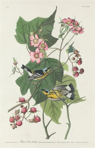 Black and Yellow Warbler by Robert Havell, Jr.; John James Audubon, print, 1831
