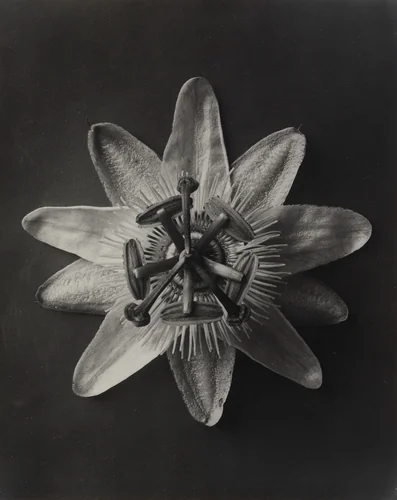 Passiflora, by Karl Blossfeldt, photograph, 1898