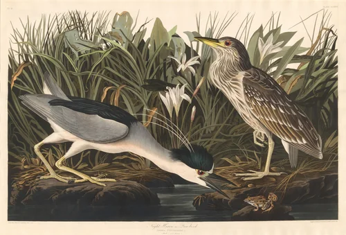 Night Heron or Qua bird by Robert Havell, Jr.; John James Audubon, print, 1835