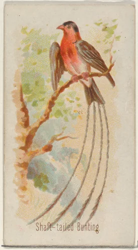 Shaft-tailed Bunting, from the Song Birds of the World series (N23) for Allen & Ginter Cigarettes by Allen & Ginter, print, 1890