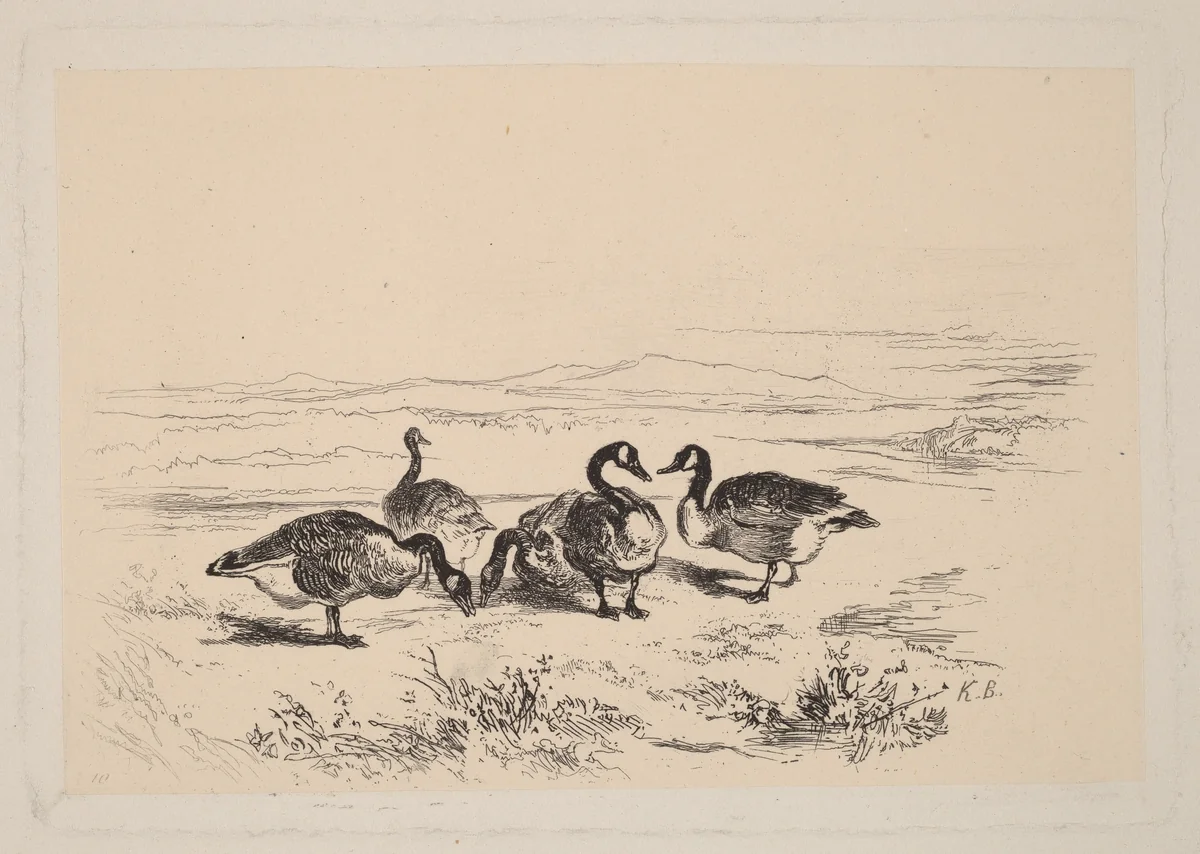 Oies bernacles by Karl Bodmer, print, 1809-1893