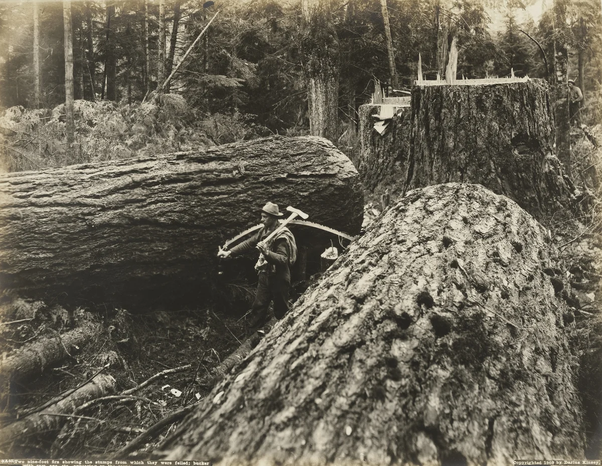 Two nine-foot firs showing the stumps from which they were felled; bucker with saw, axe, etc. appearing on the scene by Darius Kinsey, photograph, 1909