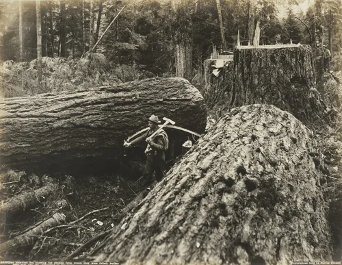 Two nine-foot firs showing the stumps from which they were felled; bucker with saw, axe, etc. appearing on the scene by Darius Kinsey, photograph, 1909