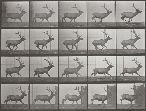 Plate Number 693. Elk galloping by Eadweard Muybridge, photograph, 1887