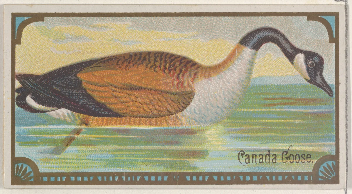 Canada Goose, from the Game Birds series (N13) for Allen & Ginter Cigarettes Brands by Allen & Ginter, print, 1889