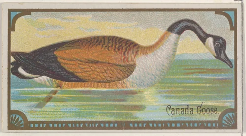 Canada Goose, from the Game Birds series (N13) for Allen & Ginter Cigarettes Brands by Allen & Ginter, print, 1889