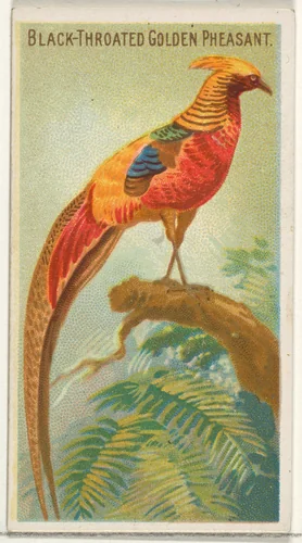 Black-Throated Golden Pheasant, from the Birds of the Tropics series (N5) for Allen & Ginter Cigarettes Brands by Allen & Ginter, print, 1889