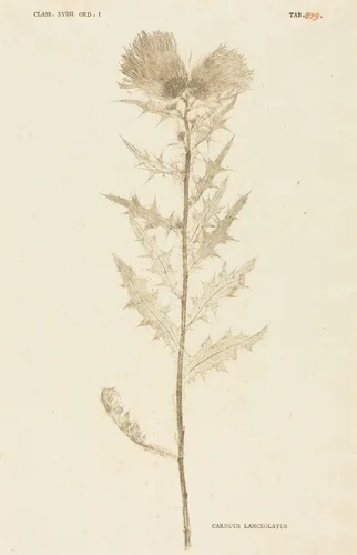Carduus Lanceolatus by Johann Hieronymus Kniphof, print, 1757-1764
