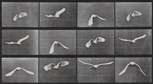 Plate Number 762. Cockatoo flying by Eadweard Muybridge, photograph, 1887