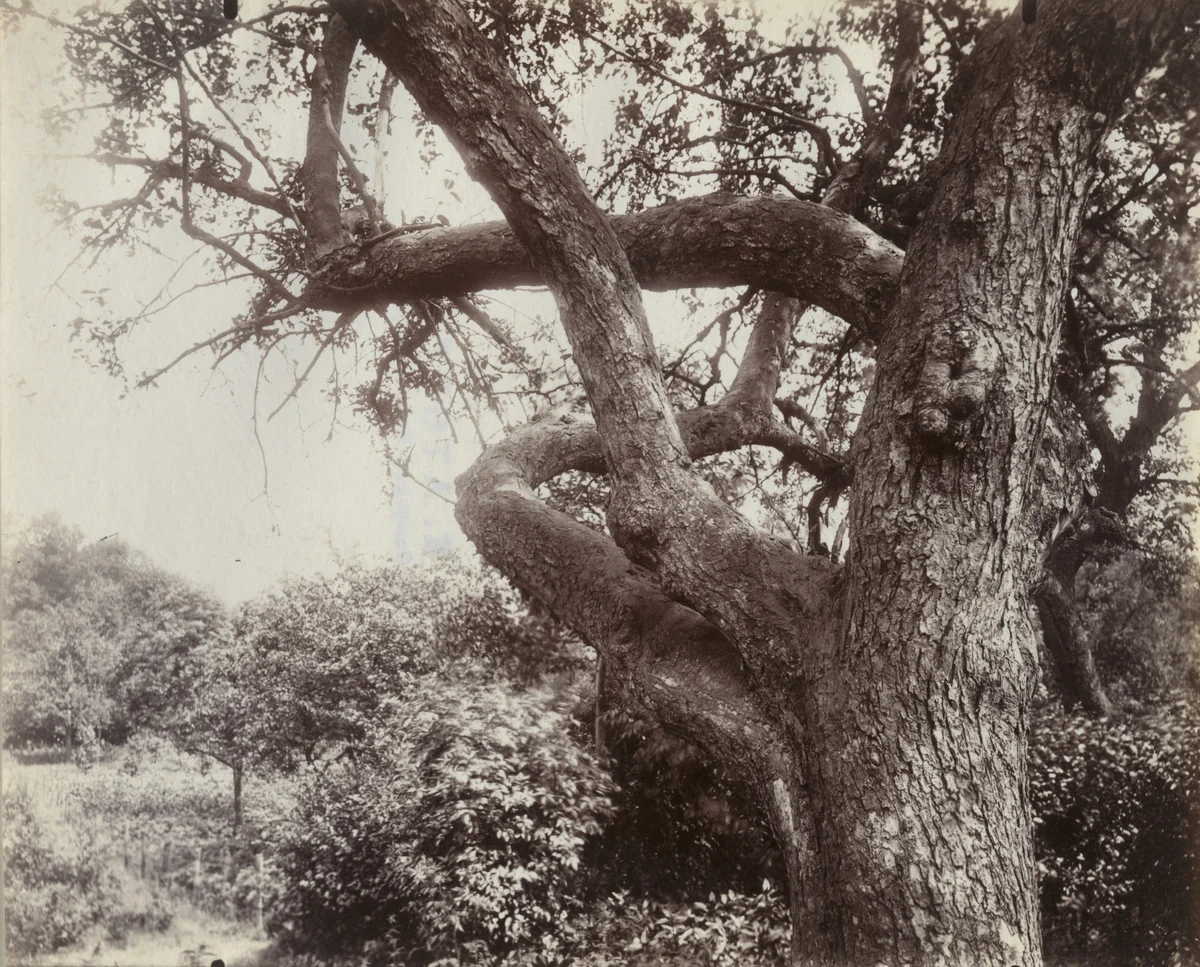 Pommier by Eugène Atget, photograph, 1919