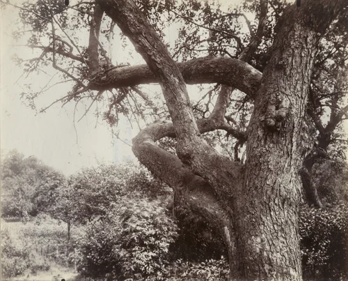 Pommier by Eugène Atget, photograph, 1919