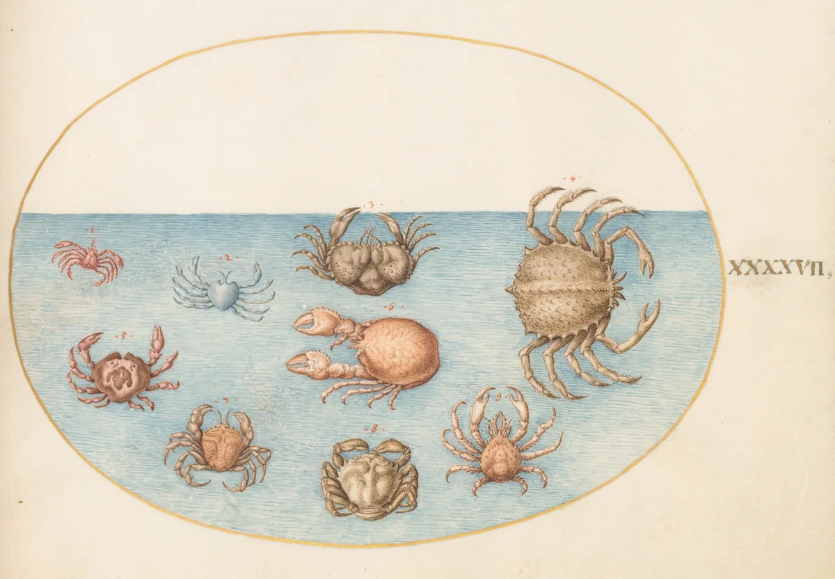 Plate 47: Nine Crabs by Joris Hoefnagel, drawing, 1570-1599