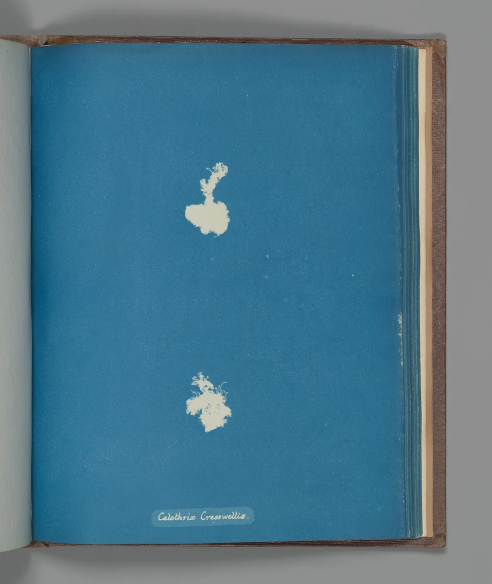 Calothrix Cresswelliæ by Anna Atkins, photograph, 1851-1855