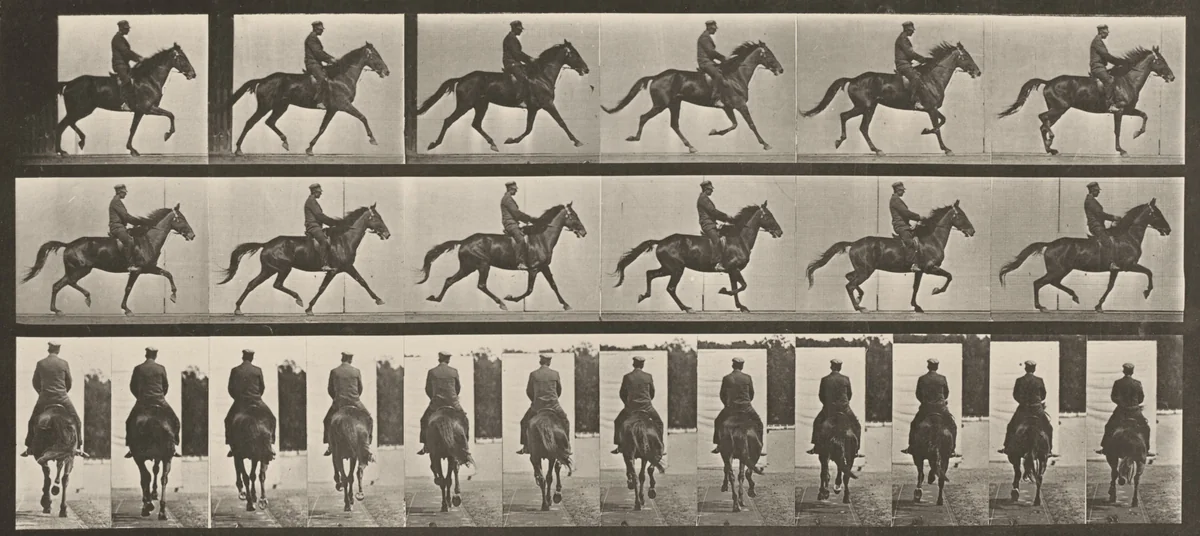 Plate Number 601. "Beauty" trotting, saddled by Eadweard Muybridge, photograph, 1887