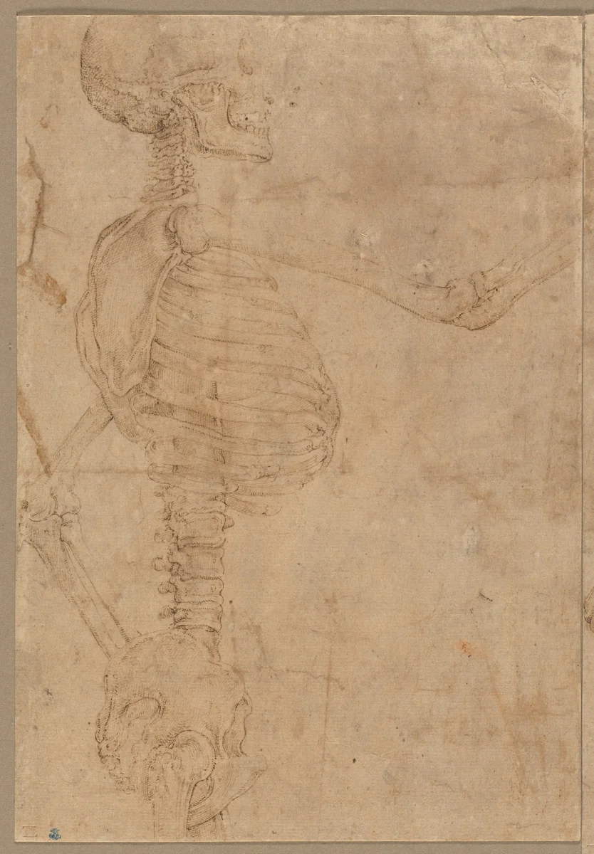 Half-Length Skeleton in Profile by Battista Franco, drawing, 1540-1545