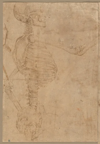Half-Length Skeleton in Profile by Battista Franco, drawing, 1540-1545