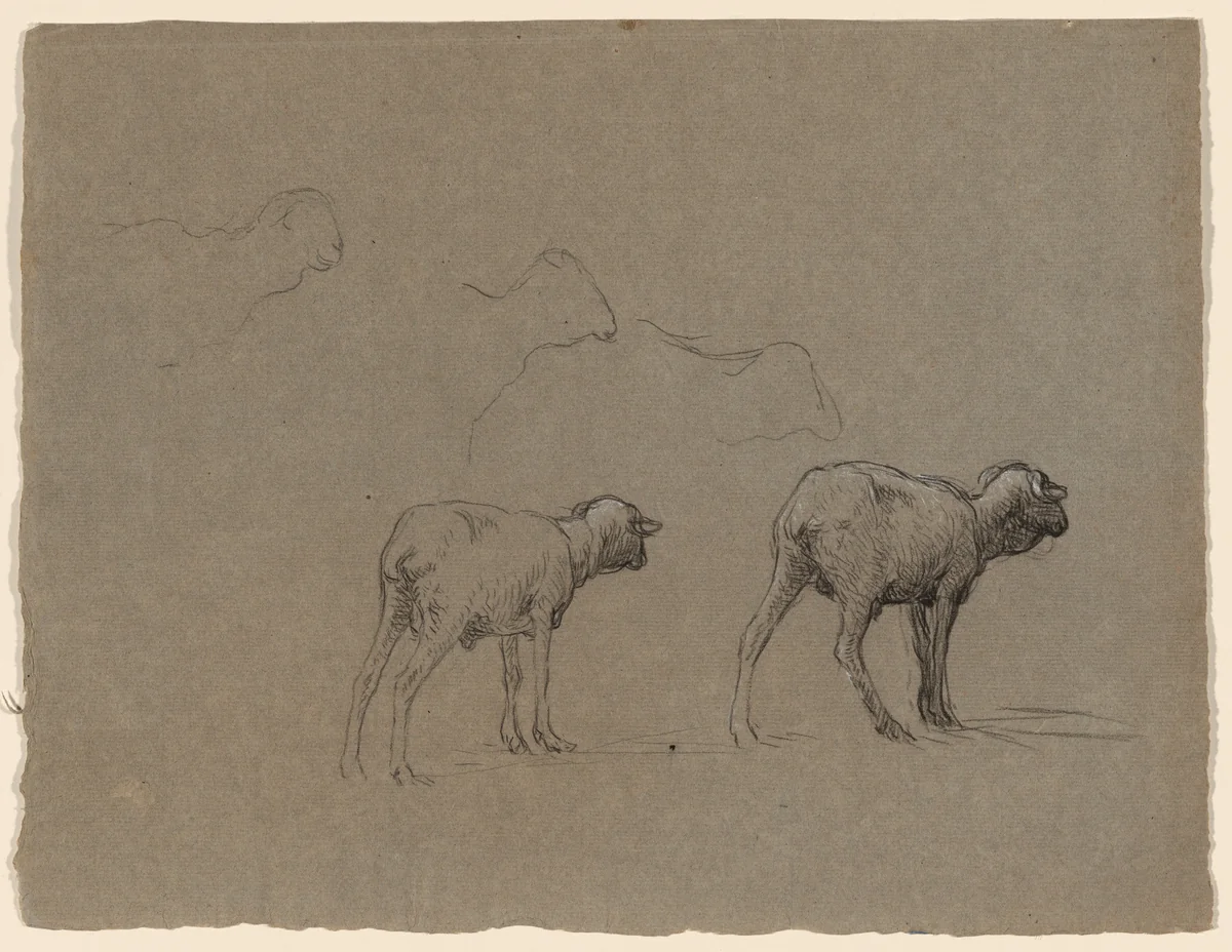 Studies of Sheep by Jean Ferdinand Chaigneau, drawing, 1860-1869