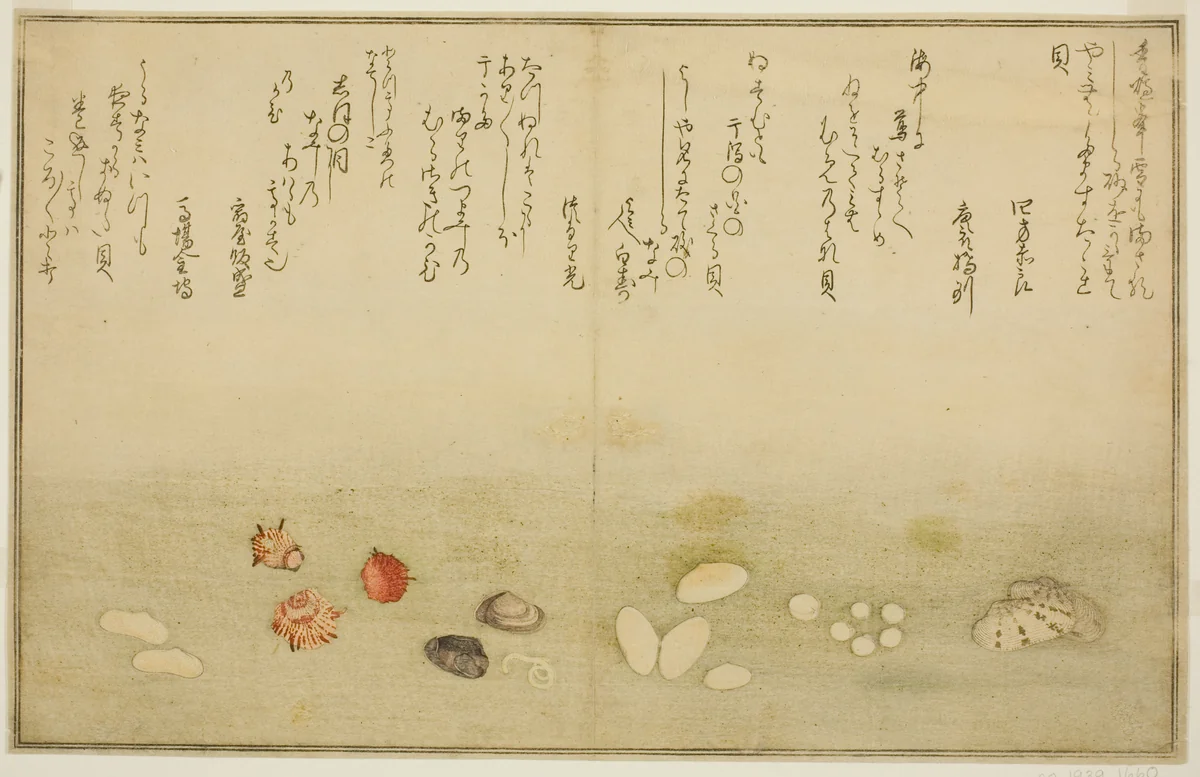 Sudare-gai, hana-gai, sakura-gai, mumeno-gai, nadeshiko-gai, and kinuta-gai, from the illustrated book "Gifts from the Ebb Tide (Shiohi no tsuto)" by Kitagawa Utamaro (喜多川歌麿), print, 1789