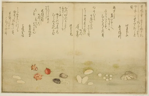Sudare-gai, hana-gai, sakura-gai, mumeno-gai, nadeshiko-gai, and kinuta-gai, from the illustrated book "Gifts from the Ebb Tide (Shiohi no tsuto)" by Kitagawa Utamaro (喜多川歌麿), print, 1789