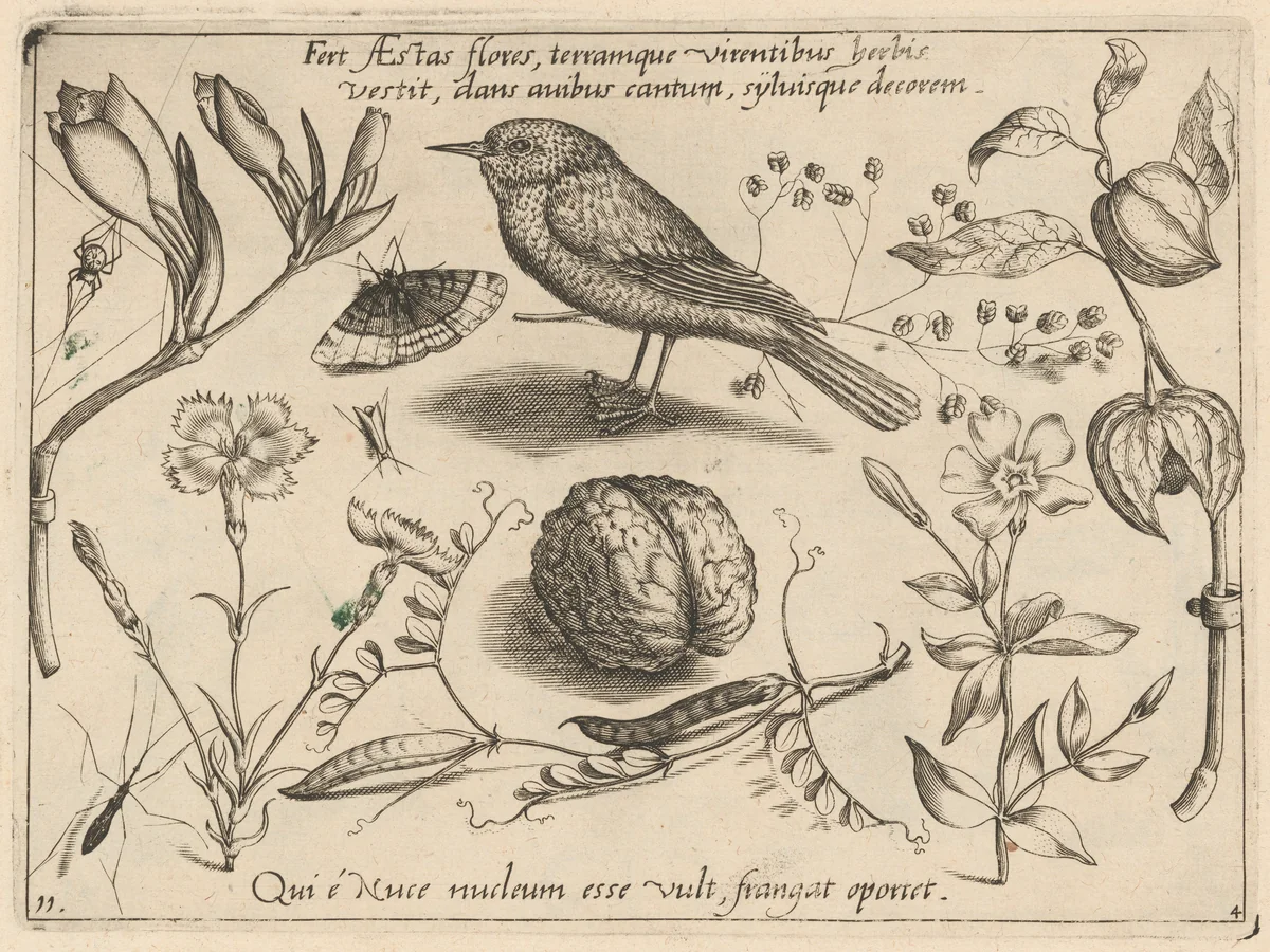 Archetypa studiaque patris Georgii Hoefnagelii [Part 4, Plate 11] by Jacob Hoefnagel; Joris Hoefnagel, print, 1592