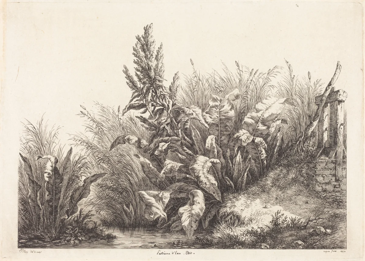 Patience d'eau, étude (Study of a Patience-Dock) by Eugène Bléry, print, 1840