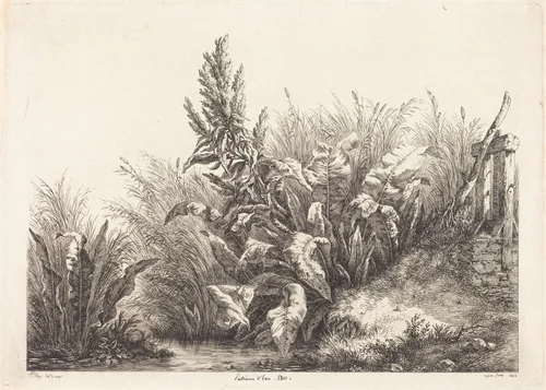 Patience d'eau, étude (Study of a Patience-Dock) by Eugène Bléry, print, 1840