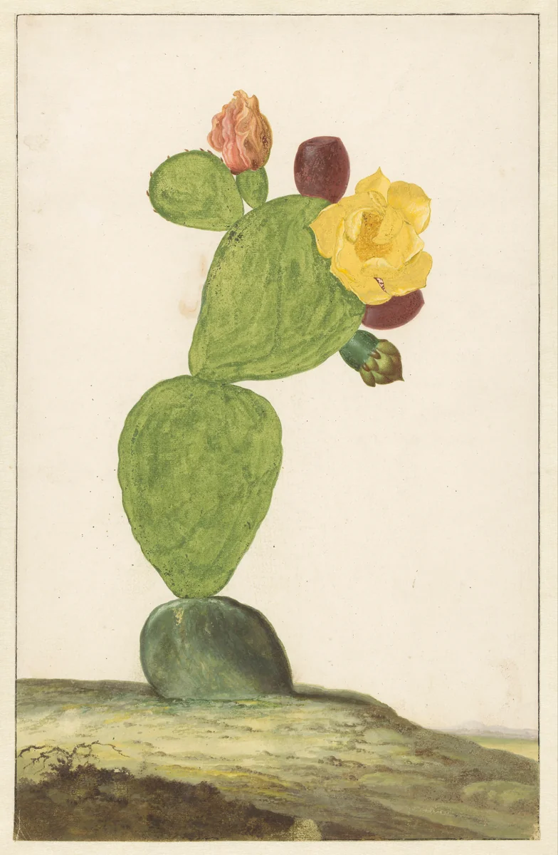 Prickly Pear in Bloom by Willem de Heer, drawing, 1648-1681
