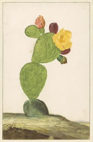 Prickly Pear in Bloom by Willem de Heer, drawing, 1648-1681