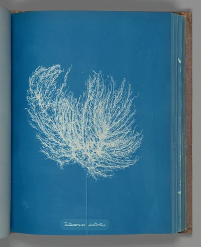 Ectocarpus distantus by Anna Atkins, photograph, 1851-1855