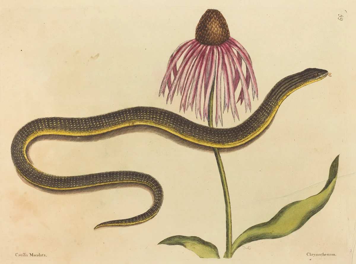 The Glass Snake (Anguis ventralis) by Mark Catesby, print, 1731-1743