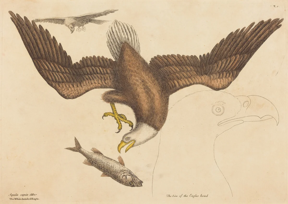 The Bald Eagle (Falco leucocephalus) by Mark Catesby, print, 1731-1743
