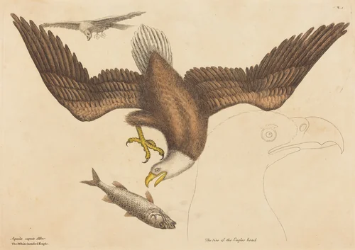 The Bald Eagle (Falco leucocephalus) by Mark Catesby, print, 1731-1743